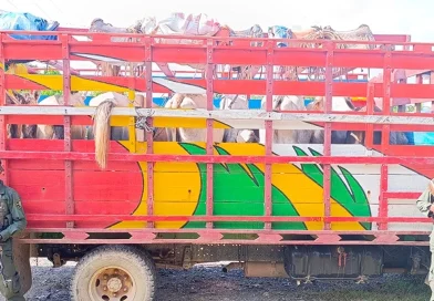 Ejercito, Nicaragua, realizo, operación, semovientes, Bonanza, abordo, camiones, trasladaban, ciudadanos,