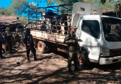 ejército de nicaragua, somoto, madriz, nicaragua, frontera, semovientes, ganado, honduras, operativo, seguridad, nicaragua