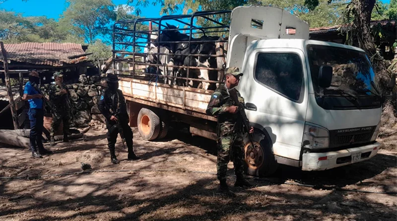 ejército de nicaragua, somoto, madriz, nicaragua, frontera, semovientes, ganado, honduras, operativo, seguridad, nicaragua