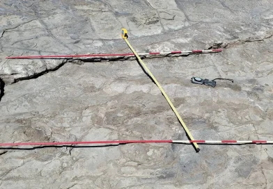 Nicaragua, descubren , encuentra, hallazgo, fósil, cetáceo, cria de ballena, Rivas, San Juan del sur, Playa Majagual, fósil de cria de ballena,