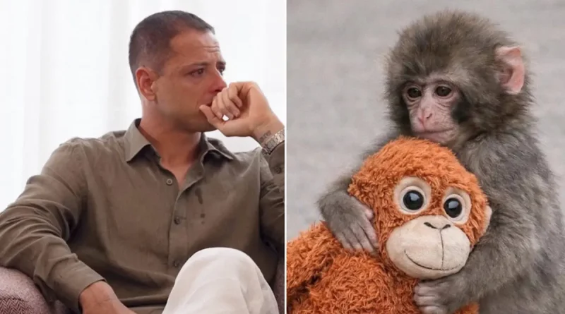 Chicharito, punchm futbolista mexicano, mono, mono bebé, llora, chicharito llora, Javier Hernández,