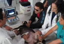 hospital veterinario, una managua, atención gratuita, salud animal, mascotas nicaragua, veterinaria pública, emergencias veterinarias, desparasitación perros y gatos, revista en vivo, 16 de febrero de 2026, nicaragua