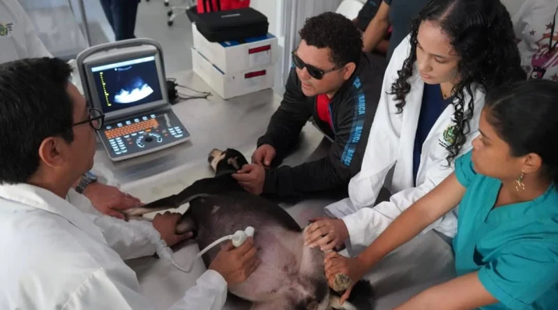 hospital veterinario, una managua, atención gratuita, salud animal, mascotas nicaragua, veterinaria pública, emergencias veterinarias, desparasitación perros y gatos, revista en vivo, 16 de febrero de 2026, nicaragua