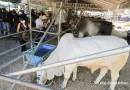 matagalpa, feria ganadera, economia, productores,