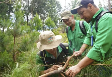 marena, bosques de pino, Madriz