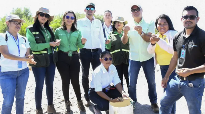 nicaragua, Chinandega. marena, camposano