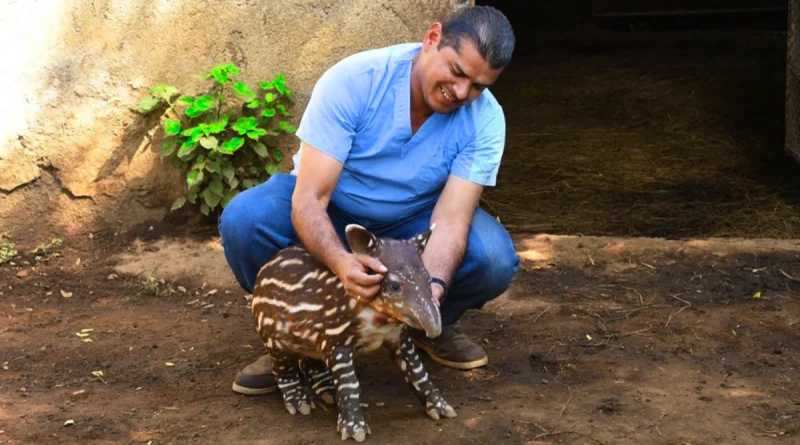 marena, zoologico nacional, tapir, nacimiento,