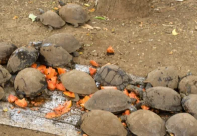 marena, nicaragüa, Gobierno Sandinista,