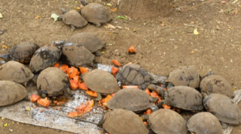marena, nicaragüa, Gobierno Sandinista,