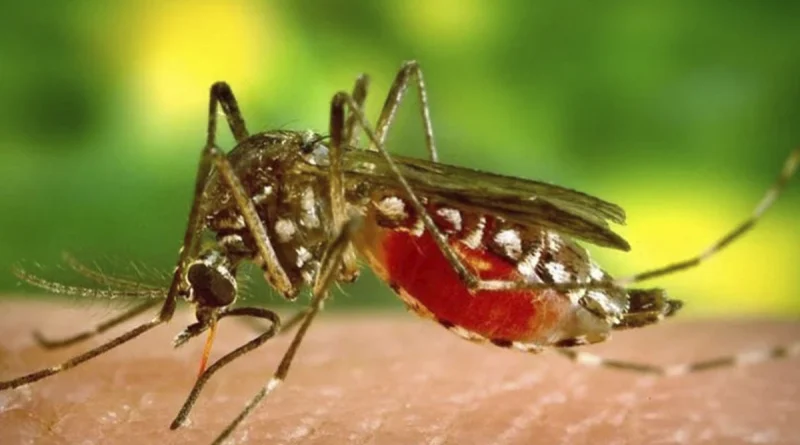 minsa, disminucion, dengue, neumonia, influenza,