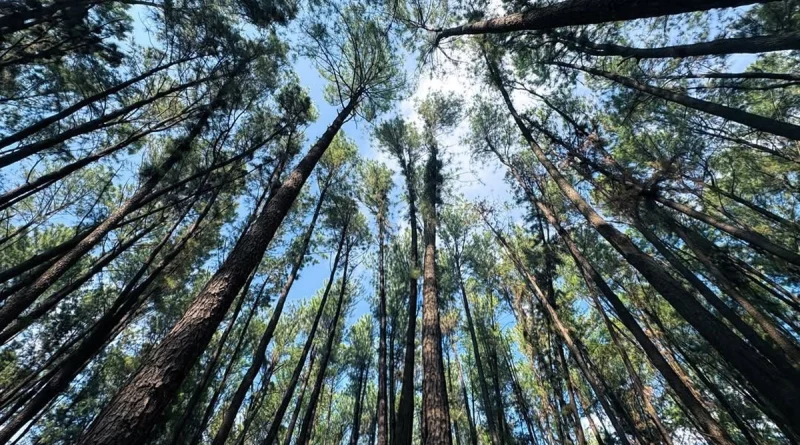 clima en nicaragua, pronóstico del tiempo, altas presiones, vientos fuertes, temperaturas altas, lluvias ligeras, caribe nicaragüense, región pacífico, vaguada, calor intenso, inter, 10 de febrero de 2026, nicaragua