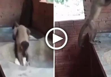 brasil, mono, lavando ropa, video,