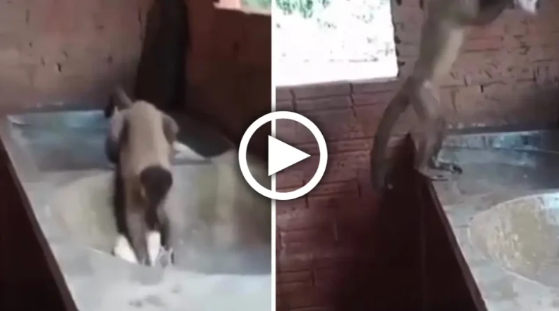 brasil, mono, lavando ropa, video,