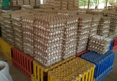 mag, produccion de huevo, nicaragua, abastecimiento, seguridad alimentaria,