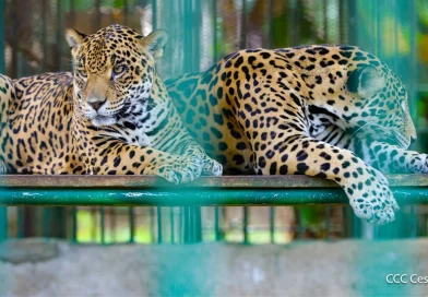 marena, revista en vivo, nicaragua, 18 de febrero de 2026, biodiversidad, conservación, bosawás, indio maíz, danto, turismo, rescate, fauna