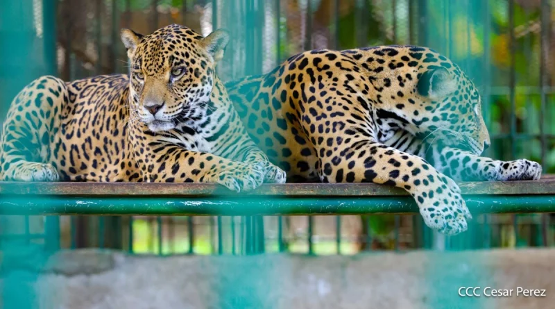 marena, revista en vivo, nicaragua, 18 de febrero de 2026, biodiversidad, conservación, bosawás, indio maíz, danto, turismo, rescate, fauna