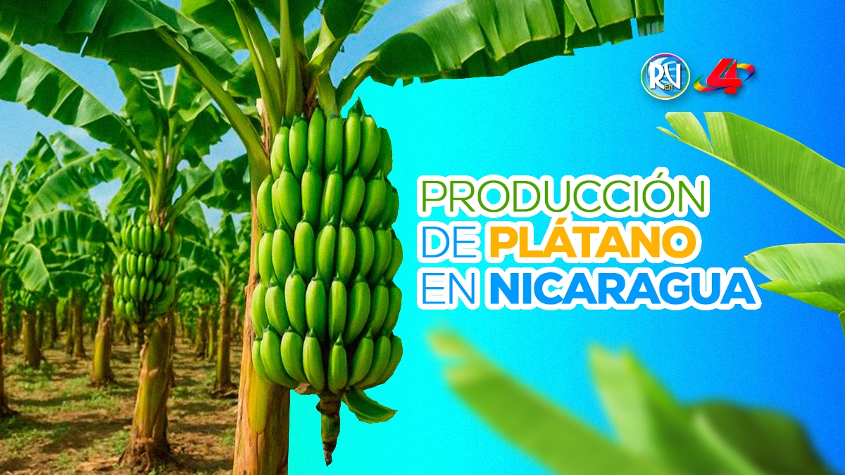 Producción de plátano fortalece el empleo, la econ